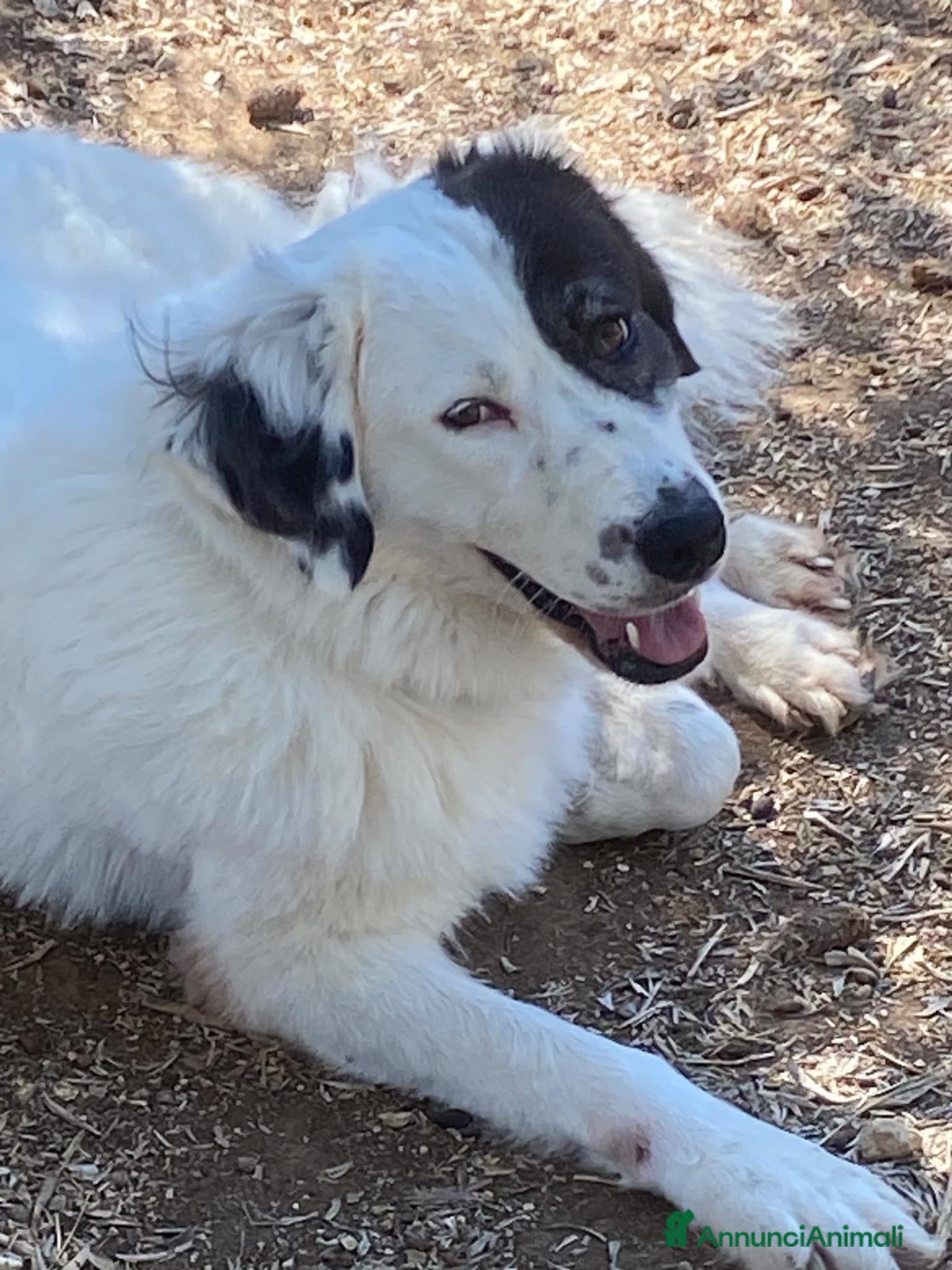 Meticcio cani DOLCISSIMA SISSI - Annuncio 7