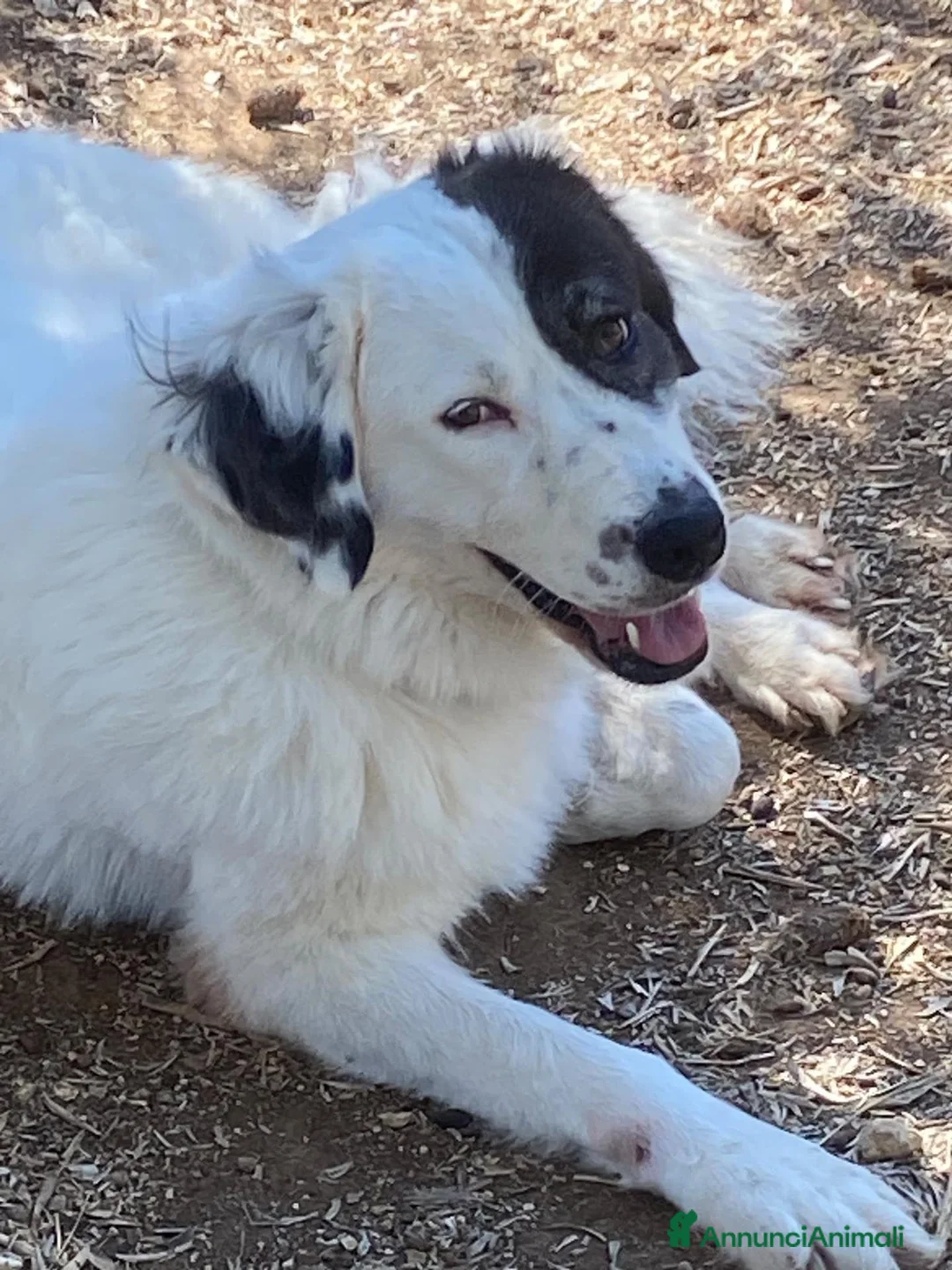 Meticcio cani in regalo: DOLCISSIMA SISSI - Annuncio 1