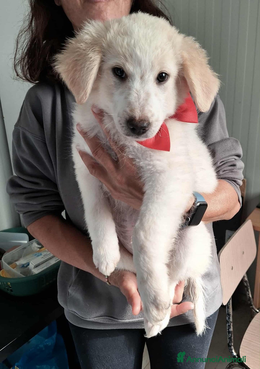 Altre razze cani in regalo: Dalton ed Erik in adozione - Annuncio 5