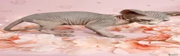 Sphynx gatti in vendita: Allevamento con affiso - Annuncio 4