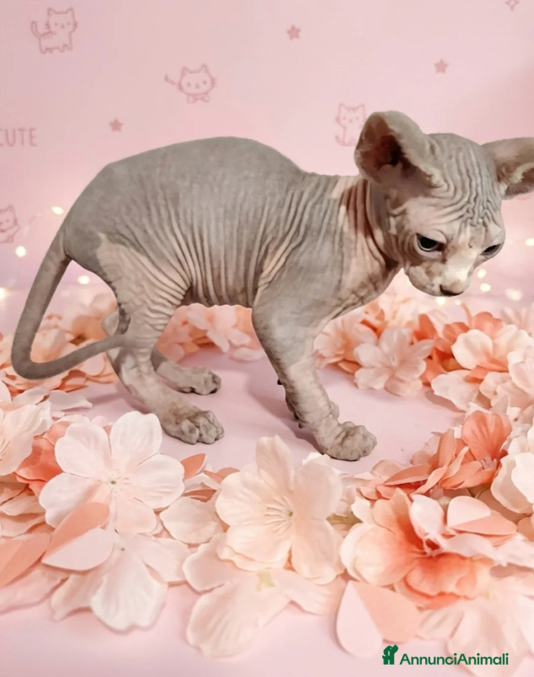 Sphynx gatti in vendita: Allevamento con affiso - Annuncio 4