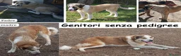 Pastore Asia Centrale cani in vendita: Cuccioli Cane da Pastore dell'Asia Centrale - Annuncio 3