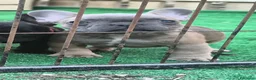 Bulldog Francese cani in vendita: Cuccioli di Bulldog francese - Annuncio 6