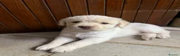 Meticcio cani in vendita: CUCCIOLI CERCANO FAMIGLIA - Annuncio 7