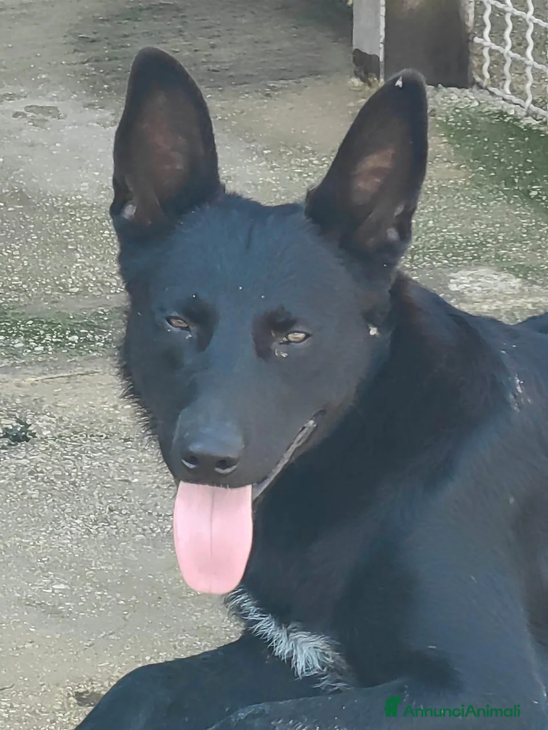 Meticcio cani in regalo: Tommy: cucciolone socievole e affettuoso  - Annuncio 2