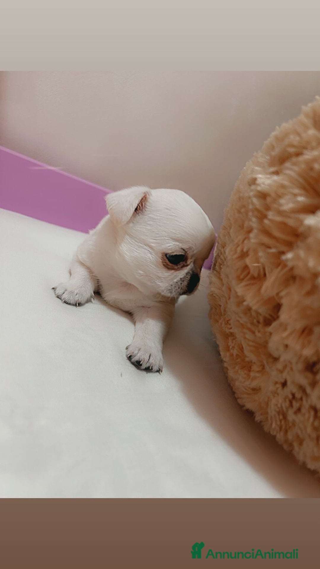 Chihuahua cani in vendita: Chihuahua micro  a Provincia di Foggia - Immagine 3