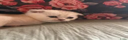 Scottish gatti in vendita: Cuccioli di Scottish Fold - Annuncio 6