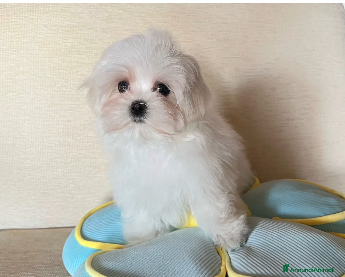 Maltese cani Cucciolo di maltese con pedigree ENCI  - Annuncio 22