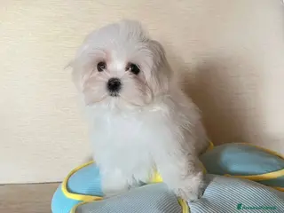 Maltese cani Cucciolo di maltese con pedigree ENCI - Annuncio 22