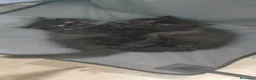 Persiano gatti in vendita: Cuccioli Persiani  - Annuncio 10