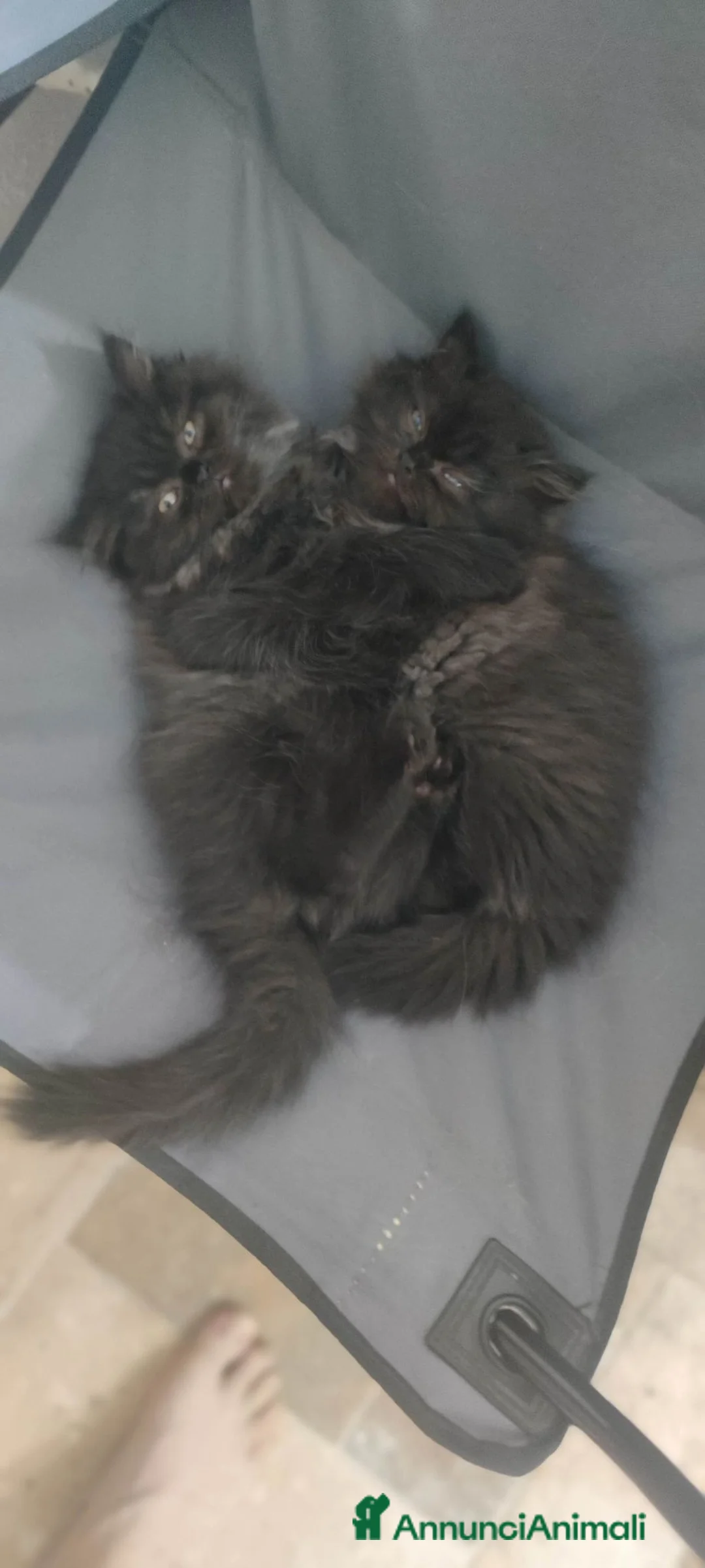 Persiano gatti in vendita: Cuccioli Persiani  - Annuncio 10