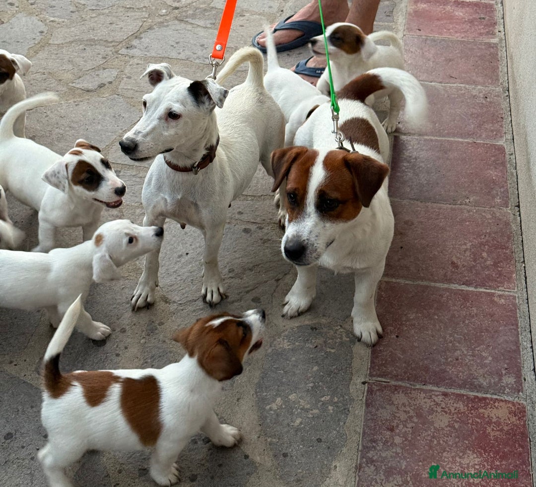 Jack Russell cani in vendita: Vendo cuccioli jack Russell con pedigree  - Annuncio 7