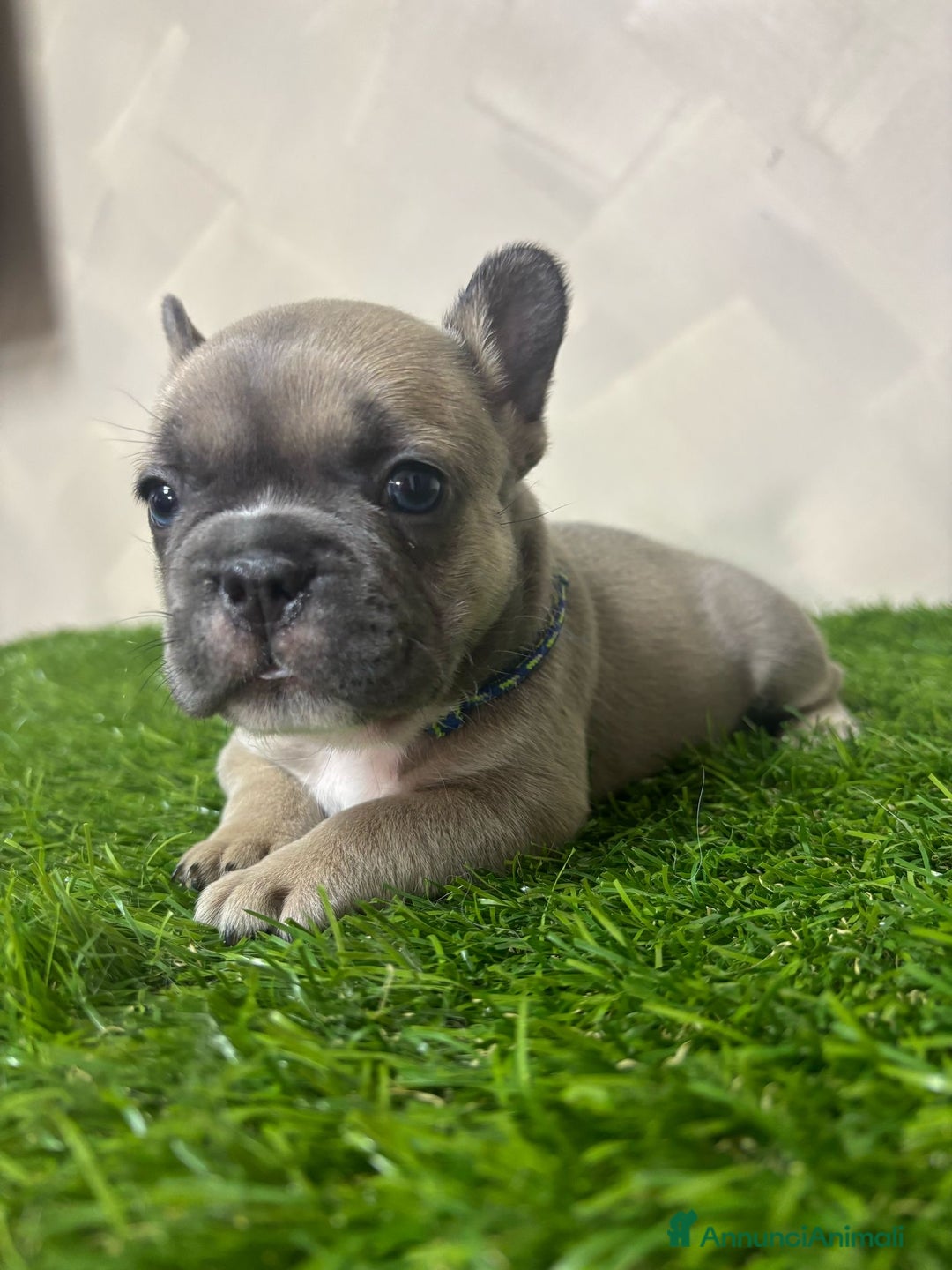 Bulldog Francese cani in vendita: Cuccioli bouldogue francesi esotici  a Città metropolitana di Roma Capitale - Immagine 4