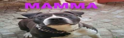 Meticcio cani in regalo: Jacki - Annuncio 3