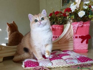 British gatti British shorthair golden accoppiamento a Città metropolitana di Milano - Annuncio 2