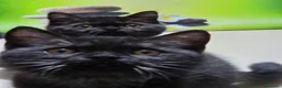 British gatti in vendita: British  Scottish  - Annuncio 14