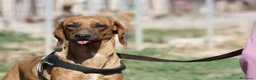 Meticcio cani in regalo: Giordan in adozione - Annuncio 8