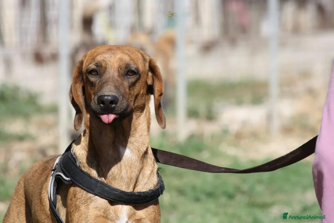 Meticcio cani in regalo: Giordan in adozione - Annuncio 8