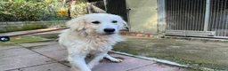 Meticcio cani in regalo: CLOE nonnina timidina tg grande - Annuncio 3