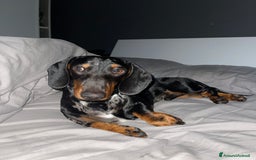Bassotto cani per accoppiamento: Brando bassotto standard  a Provincia di Grosseto - Immagine 2