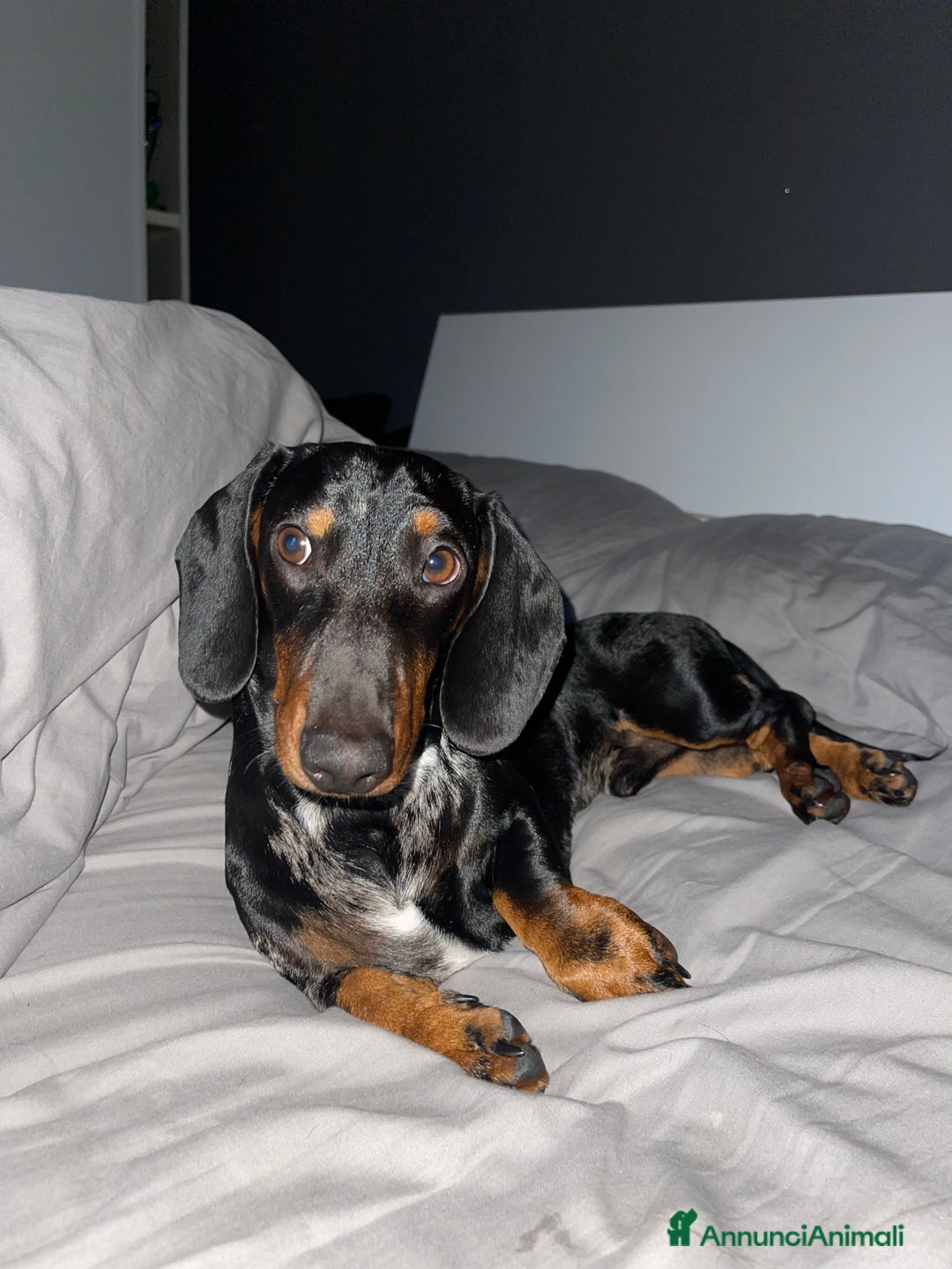 Bassotto cani per accoppiamento: Brando bassotto standard  a Provincia di Grosseto - Immagine 2