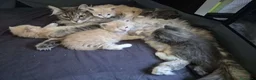 Siberiano gatti in vendita: Cuccioli - gattini Siberiani - Annuncio 3