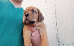 Dogue de Bordeaux cani in vendita: Disponibili Cuccioli di Dogue de Bordeaux a Provincia di Modena - Immagine 8