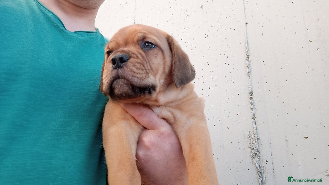 Dogue de Bordeaux cani in vendita: Disponibili Cuccioli di Dogue de Bordeaux a Provincia di Modena - Immagine 8