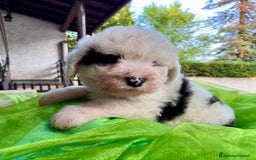 Bobtail cani in vendita: Cuccioli bobtail altissima genealogia  - Immagine 2