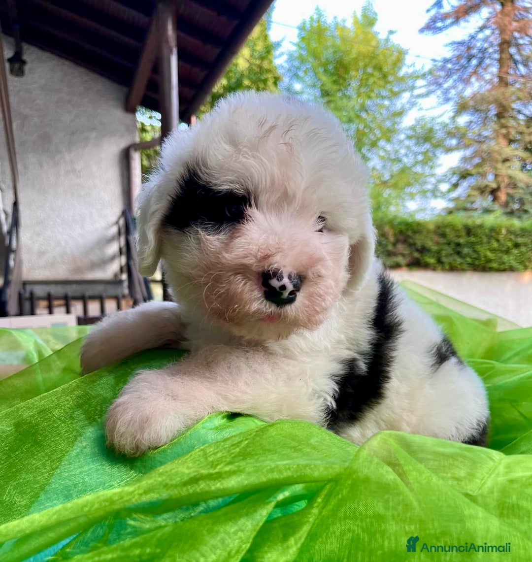 Bobtail cani in vendita: Cuccioli bobtail altissima genealogia  - Immagine 2