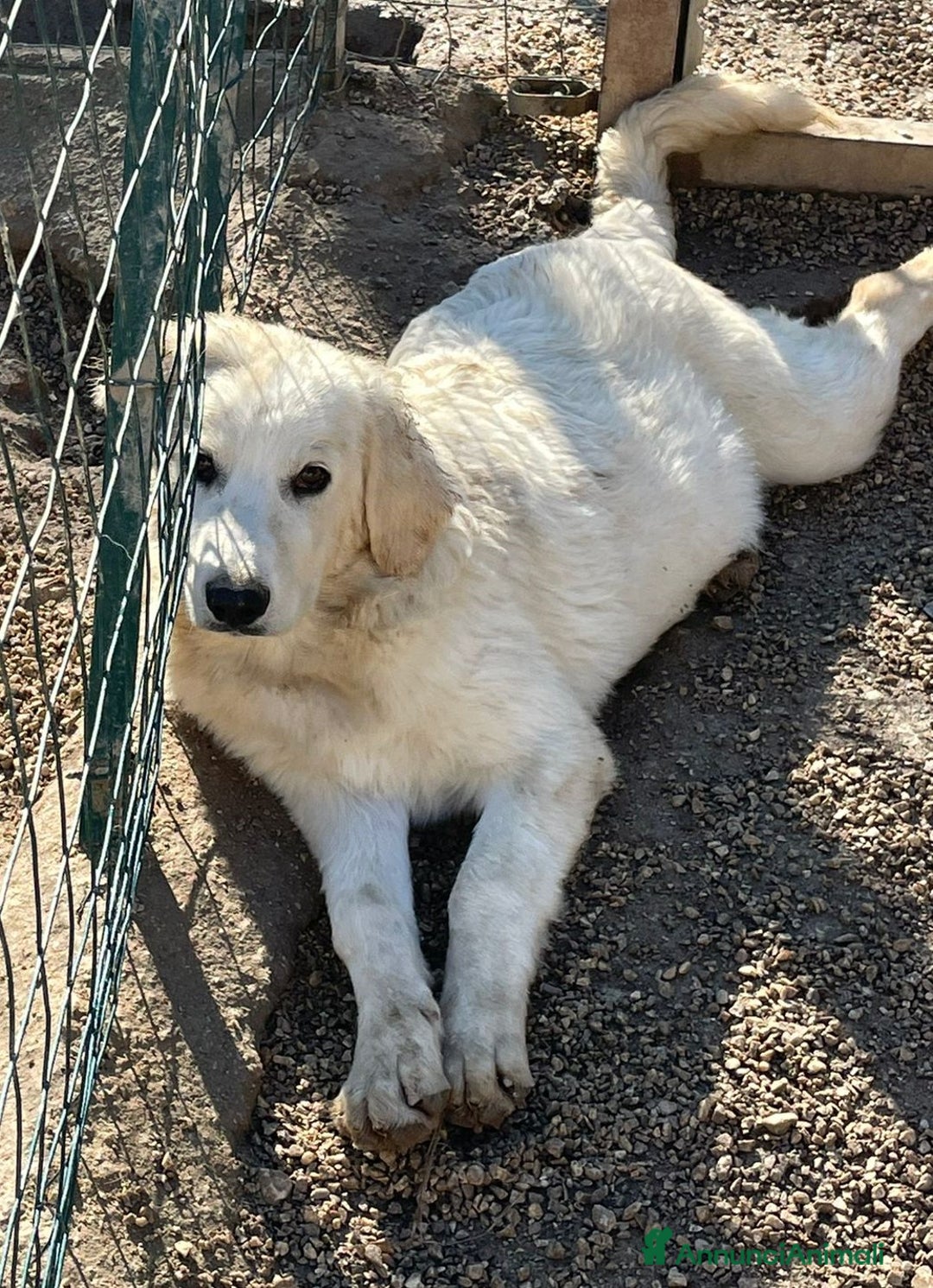 Pastore Maremmano cani in regalo: IL TENERO JACK a Provincia di Brescia - Annuncio 3