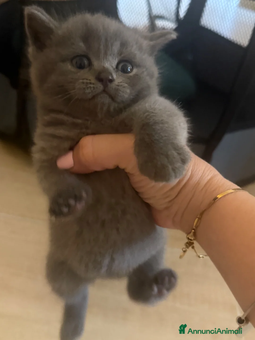 Scottish gatti in vendita: Gattini scottish - Annuncio 10