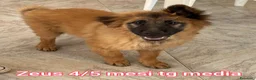 Meticcio cani in regalo: CUCCIOLI SOLI ED ESCLUSI  a Città Metropolitana di Genova - Annuncio 6