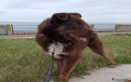 Meticcio cani in regalo: Ciro 2anni pelo fulvo occhi chiari MESSINA SOS a Città metropolitana di Milano - Immagine 2