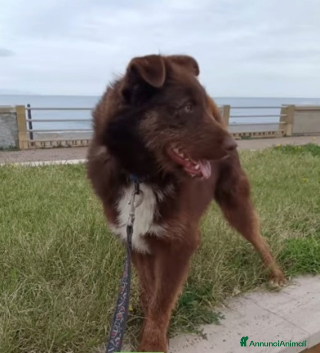 Meticcio cani in regalo: Ciro 2anni pelo fulvo occhi chiari MESSINA SOS a Città metropolitana di Milano - Immagine 2