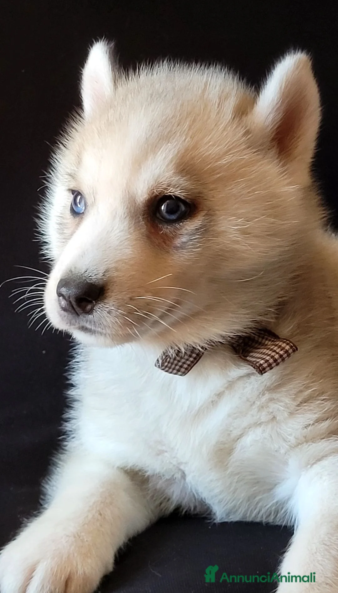 Husky cani in vendita: SIBERIAN HUSKY CUCCIOLATA CON PEDIGREE  - Annuncio 2