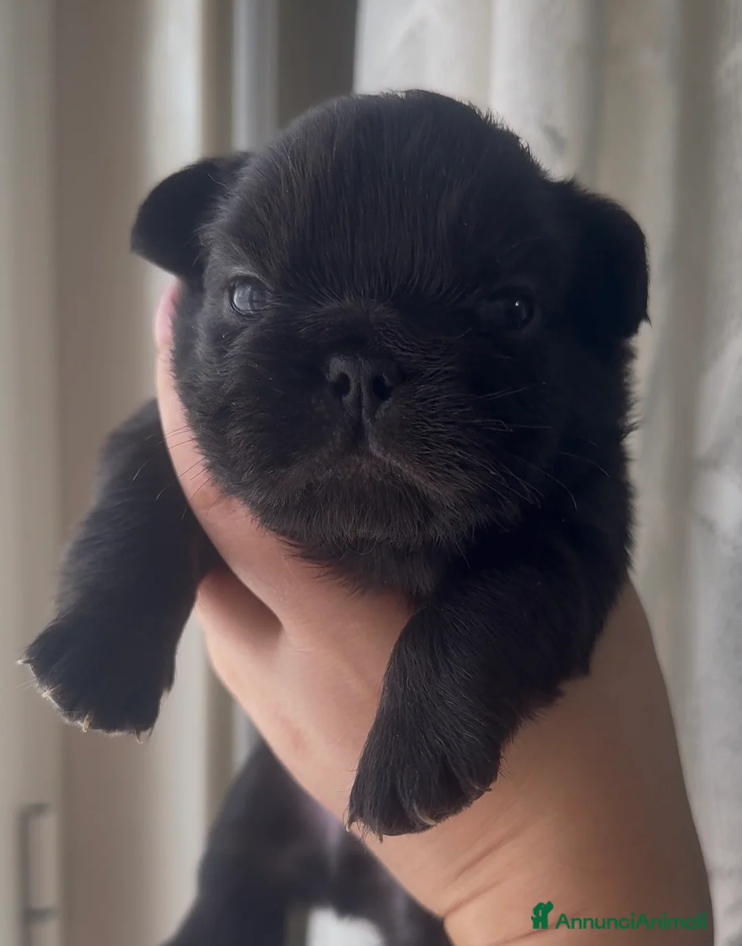 Bulldog Francese cani in vendita: Bulldog francese (fluffy, carrierfluffy, bigrope)  - Annuncio 6