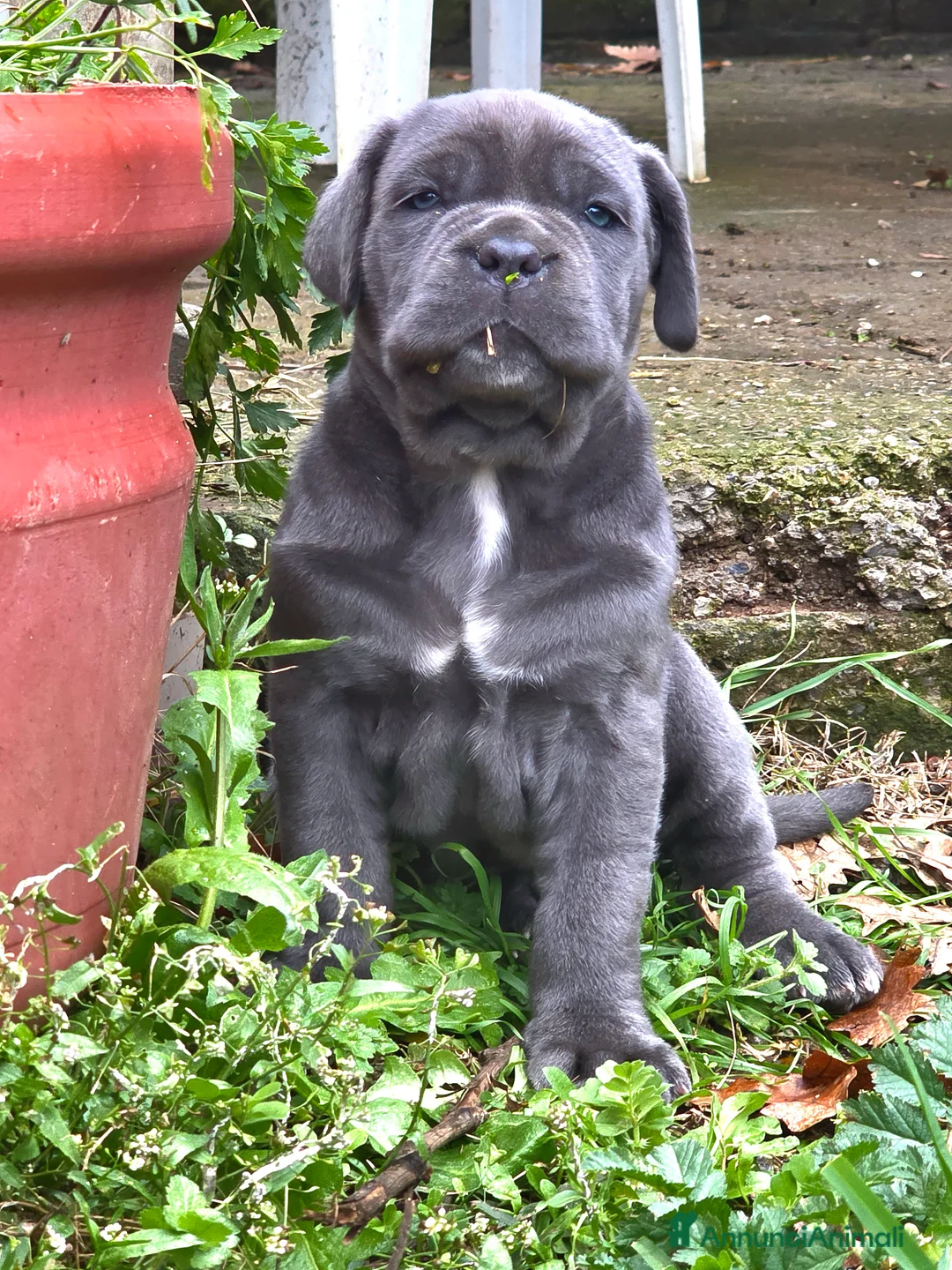 Mastino Napoletano cani in vendita: Cuccioli di Mastino Napoletano - Annuncio 26