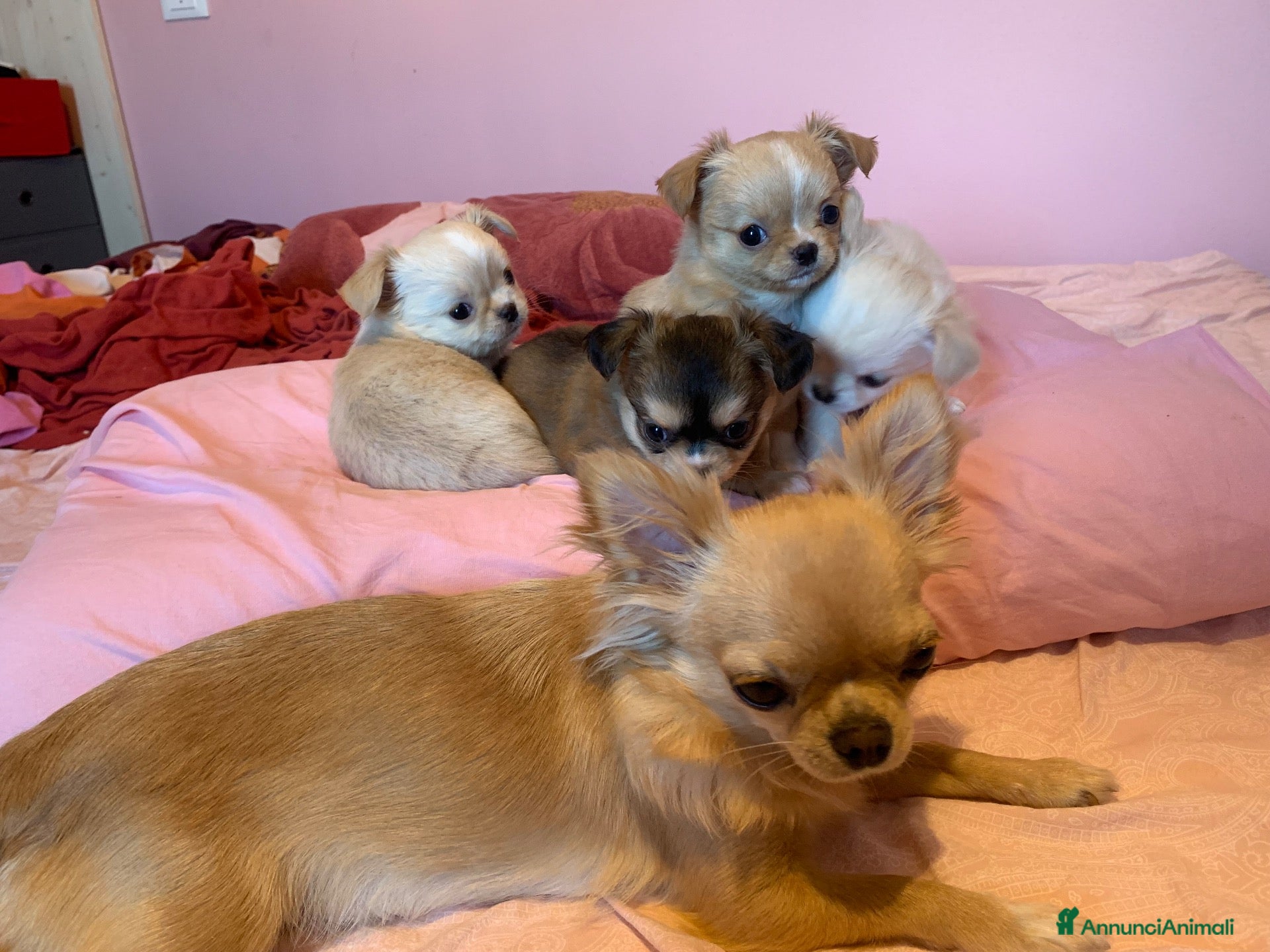 Chihuahua cani Malva bellissima cucciola di chihuahua  - Annuncio 5