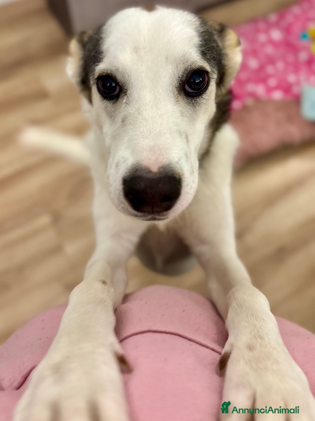 Meticcio cani in regalo: Cucciola cerca casa - Annuncio 2
