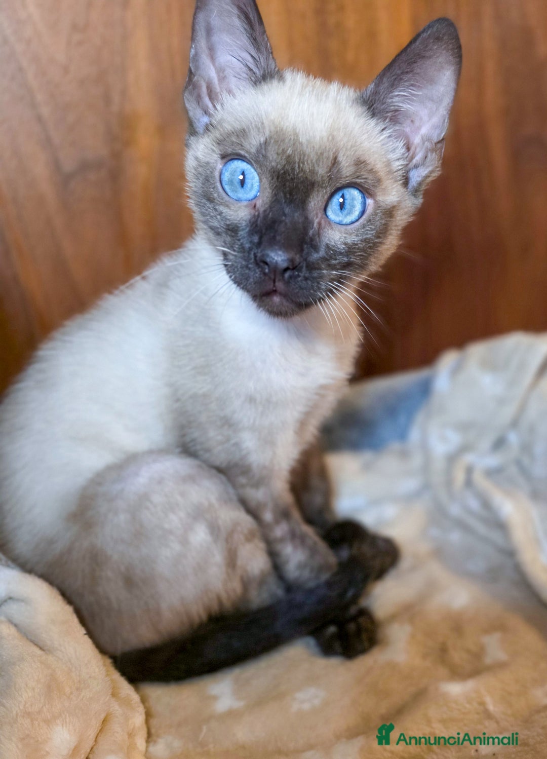 Bengala gatti in vendita: Cucciolo gatto bengala  - Annuncio 4