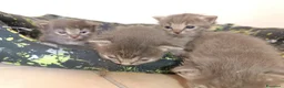 Certosino gatti in vendita: Gattini nati il 13 aprile  - Annuncio 9