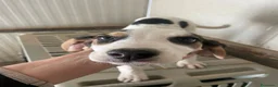 Meticcio cani in regalo: CHI ADOTTA QUESTE TENERE SORELLINE? - Annuncio 7