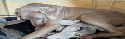 Weimaraner cani in vendita: Vendo cuccioli weimaraner  - Annuncio 3
