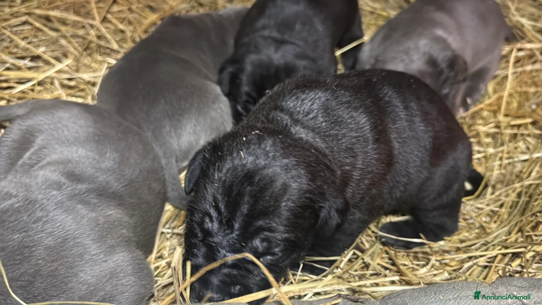 Cane Corso cani in vendita: Cuccioli di Cane Corso - Annuncio 3