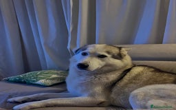 Husky cani per accoppiamento: Cerco femmina Husky a Provincia di Rimini - Immagine 1