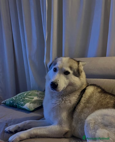 Husky cani a Provincia di Rimini - Annuncio 18