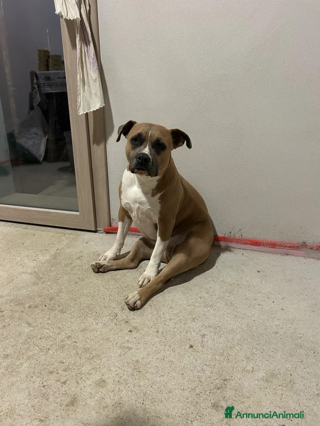 American Staffordshire cani in vendita: Cuccioli di Amstaff a Provincia di Ravenna - Annuncio 2