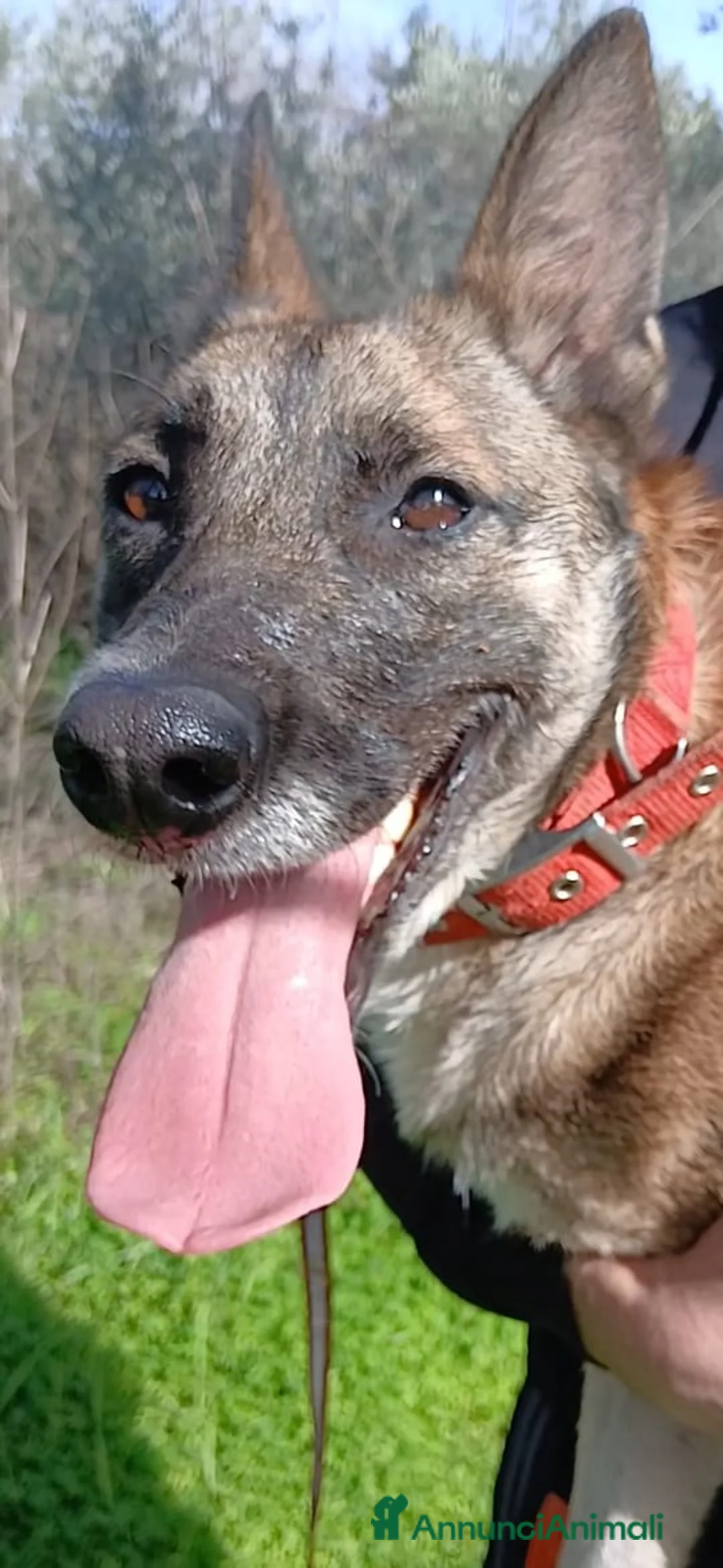 Meticcio cani in regalo: Kira, simil Malinois compagna di giochi ideale - Annuncio 2