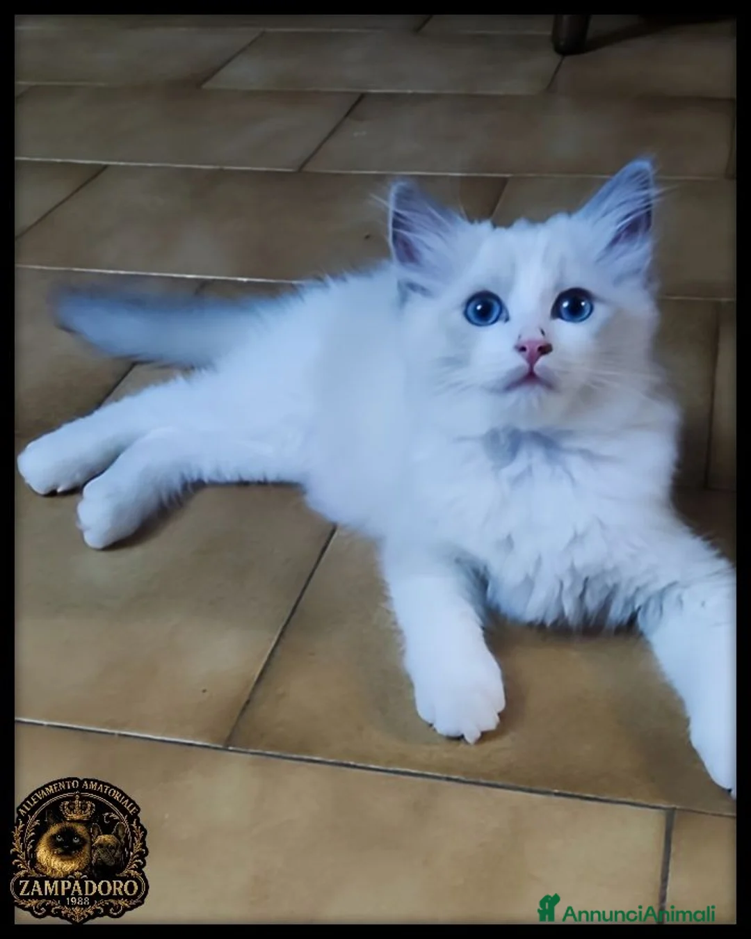 Ragdoll gatti in vendita: Ragdoll con pedegree  a Città metropolitana di Milano - Annuncio 2